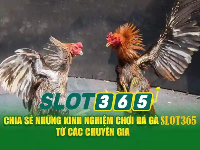 Trò chơi và nhà cung cấp\n Trò chơi và nhà cung cấp\n
