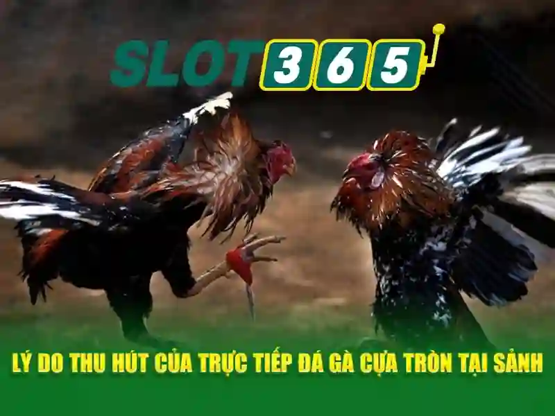 Giao diện người chơi và trải nghiệm di động