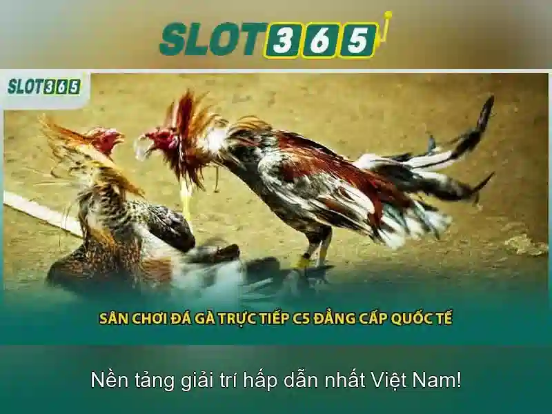 Slot365 là gì?